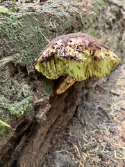 Aureoboletus mirabilis