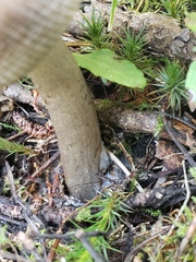 Amanita pachycolea
