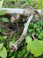 Amanita pachycolea