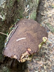 Aureoboletus mirabilis