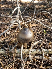 Amanita pachycolea