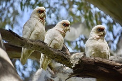 Cacatua tenuirostris
