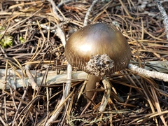 Amanita pachycolea