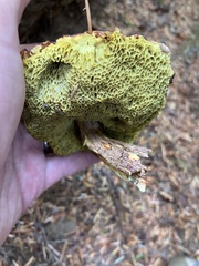 Aureoboletus mirabilis