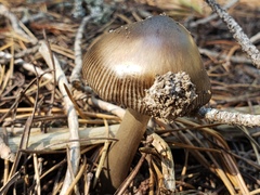 Amanita pachycolea