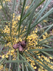 Acacia mucronata