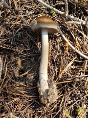 Amanita pachycolea