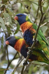 Trichoglossus moluccanus