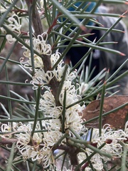 Hakea