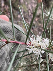Hakea