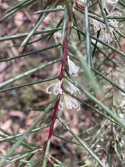Hakea