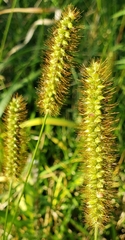 Setaria pumila