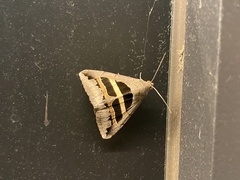 Grammodes geometrica