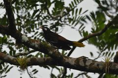 Psarocolius montezuma