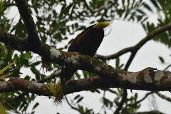 Psarocolius montezuma