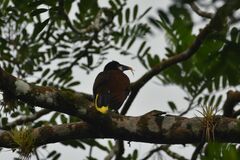 Psarocolius montezuma