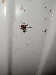 Steatoda bipunctata