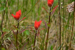 Castilleja miniata