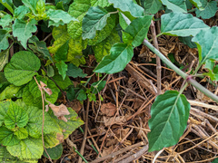 Commicarpus tuberosus