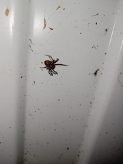 Steatoda bipunctata