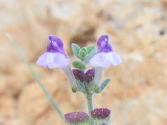 Scutellaria rupestris