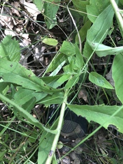 Hieracium umbellatum umbellatum