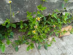 Tridax procumbens