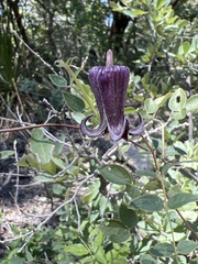 Clematis pitcheri
