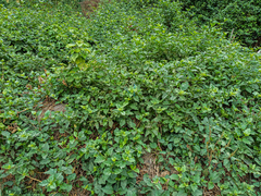 Commicarpus tuberosus