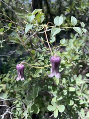 Clematis pitcheri