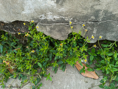 Tridax procumbens