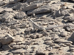 Dipsosaurus dorsalis