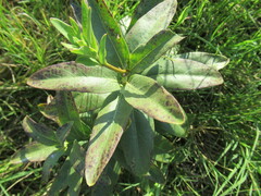 Asclepias viridis