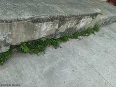 Tridax procumbens