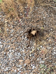 Aphonopelma chalcodes