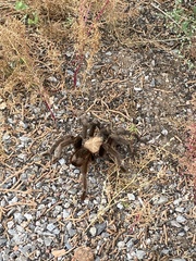 Aphonopelma chalcodes