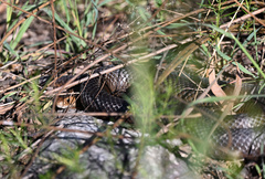 Pseudonaja textilis