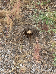 Aphonopelma chalcodes