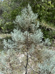 Juniperus deppeana