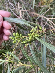 Eucalyptus viridis
