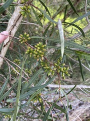 Eucalyptus viridis