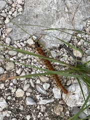 Scolopendra heros