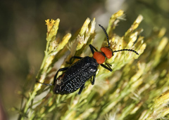 Lytta vulnerata