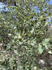 Quercus grisea