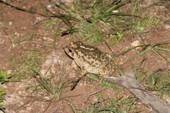 Incilius occidentalis
