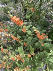 Sphaeralcea hastulata