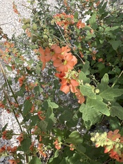 Sphaeralcea hastulata