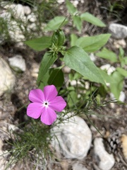 Phlox nana