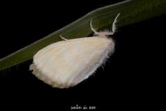Euproctis taiwana