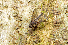 Rhagionidae